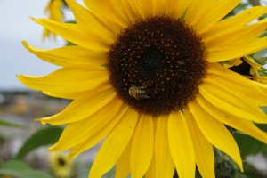 sunflower with bee
