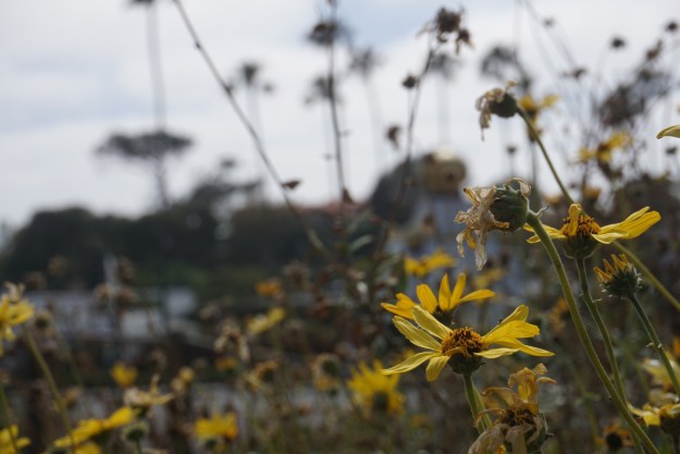 37c0163f-0f61-47ce-b279-500974458ce1