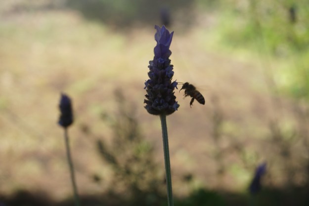 4de93dba-b9a4-41c7-857c-ddddfa8e51a9