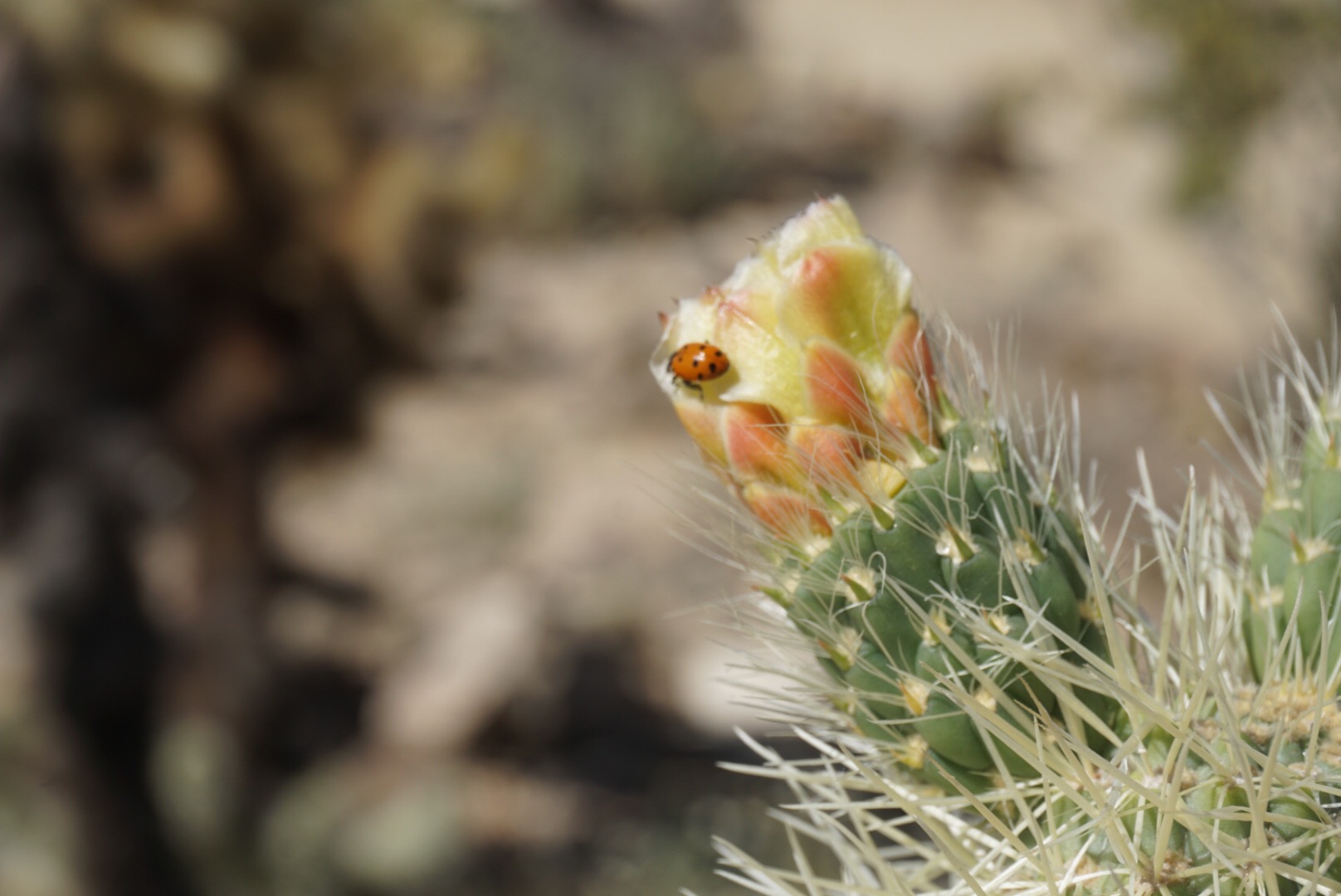 664a84b8-ef1d-4418-9395-410c49d230c1