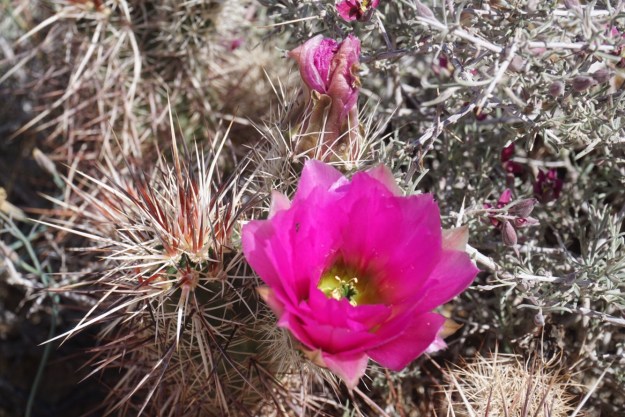 727fd74f-f97a-466e-8974-2adadc81b2c1