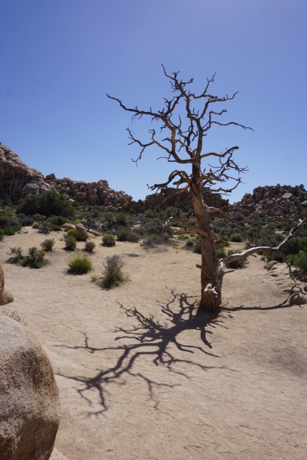 8c3b0737-02c8-42e5-8de4-d24ad8f6dd53