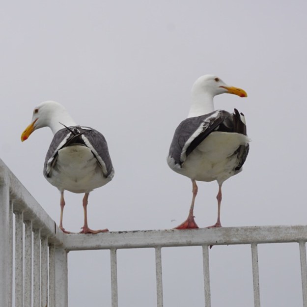 seagull butts
