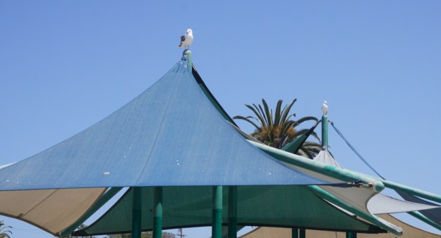 seagulls on a perch