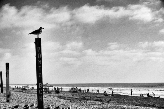 black and white seagull