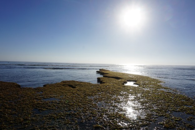 fall colors on the ocean