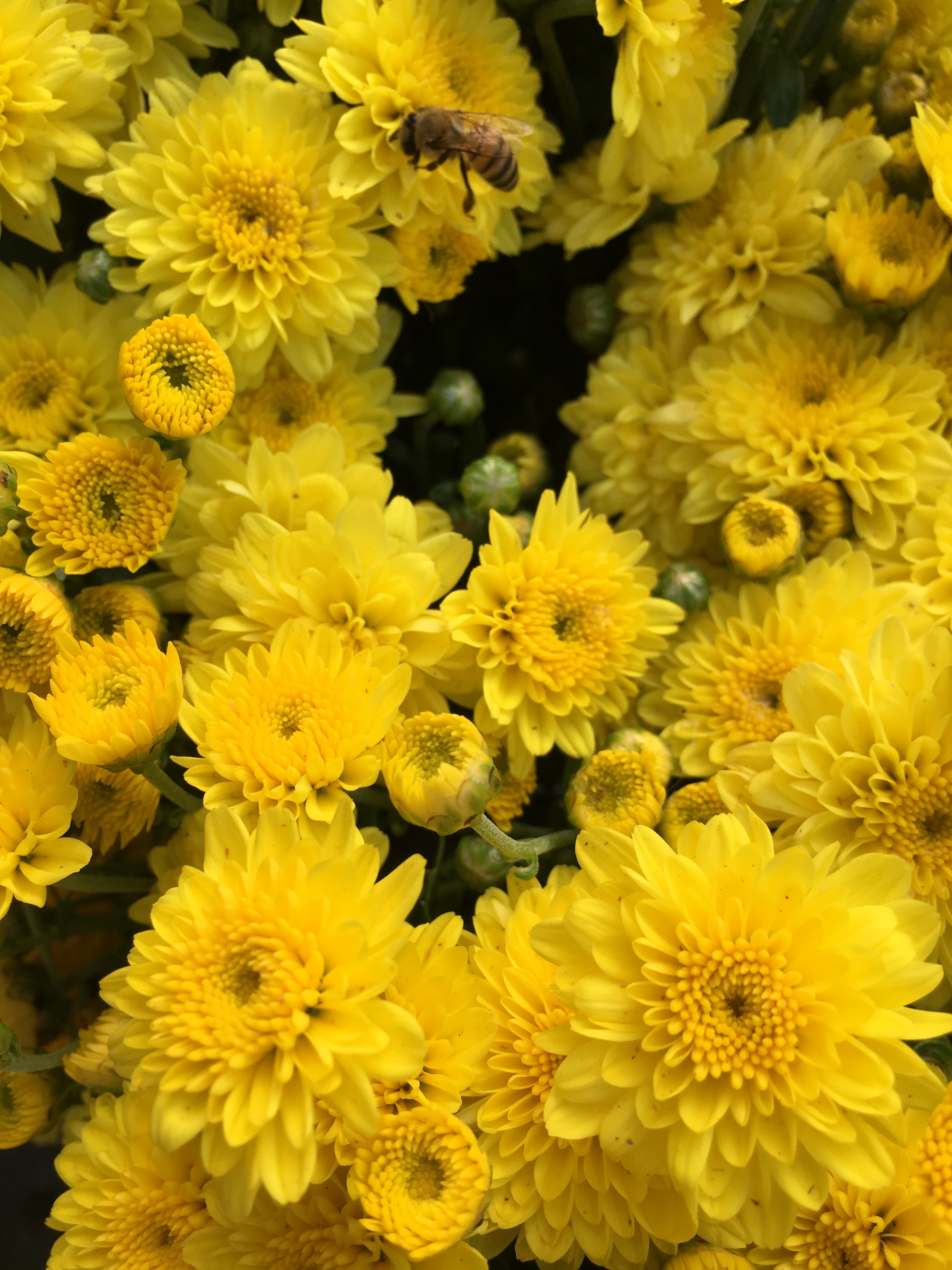 fall flowers and a bee