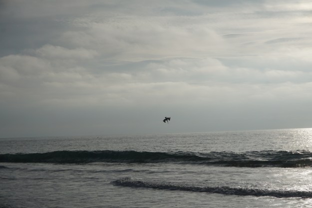 diving pelican