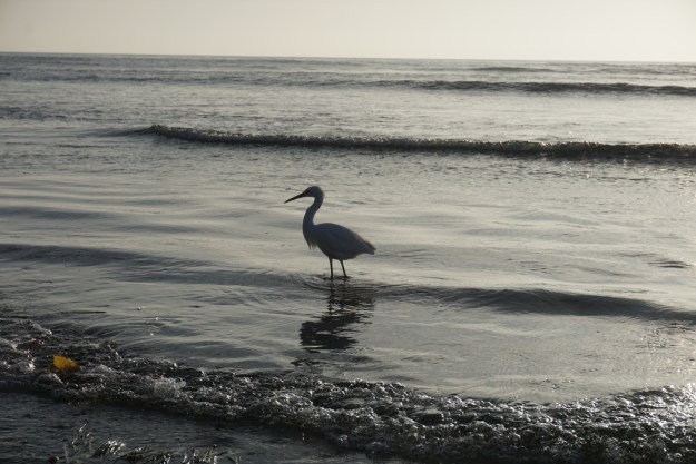 egret silhouette