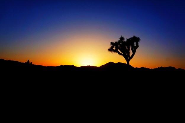 joshuatreesunset bo18