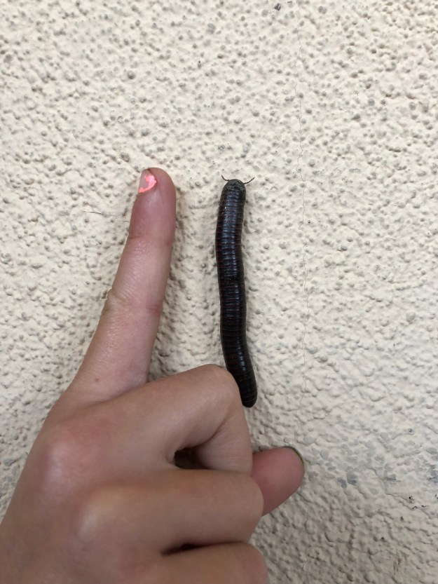 millipede