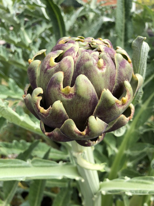 artichoke