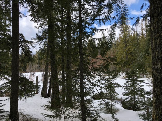 blue in the snowy forest