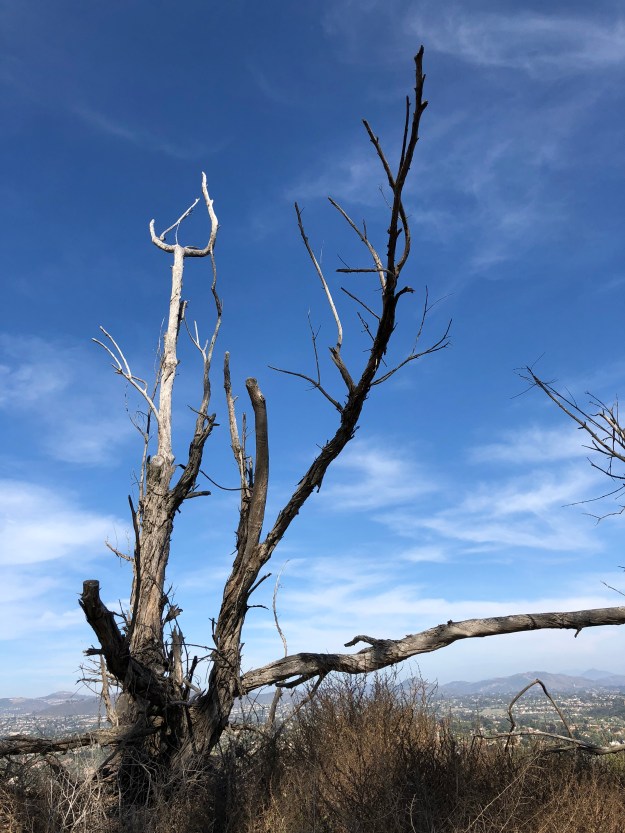 dead tree