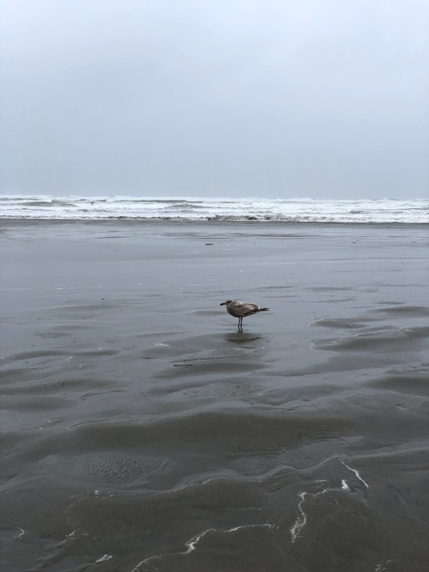 oregon seagull