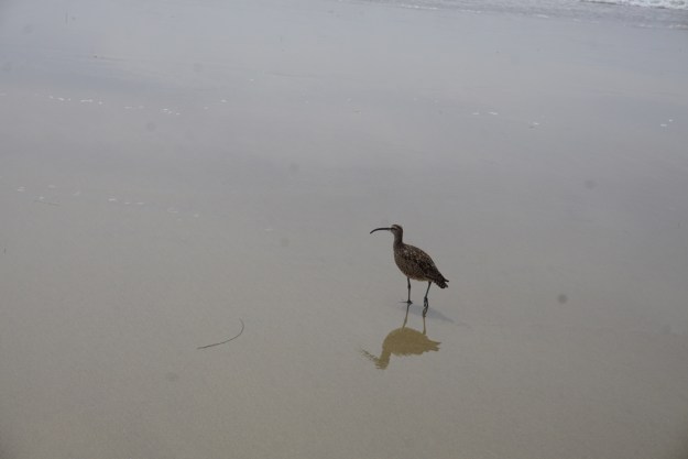 sandpiper silence