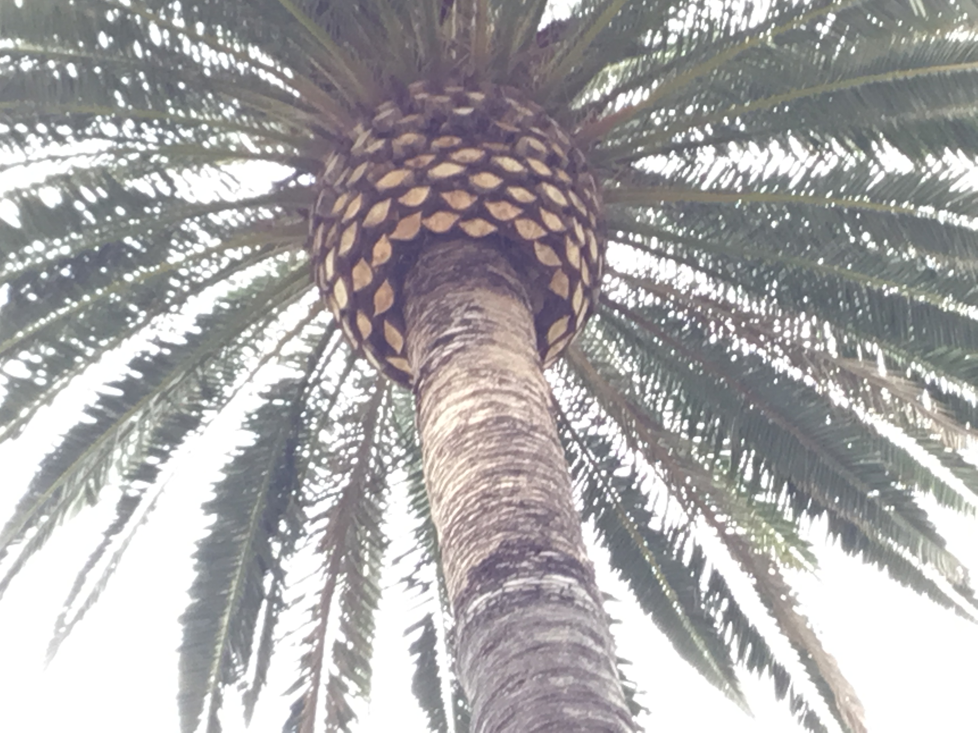 tyler pineapple palm tree