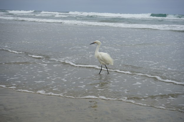 egret close with ruffeld feathers