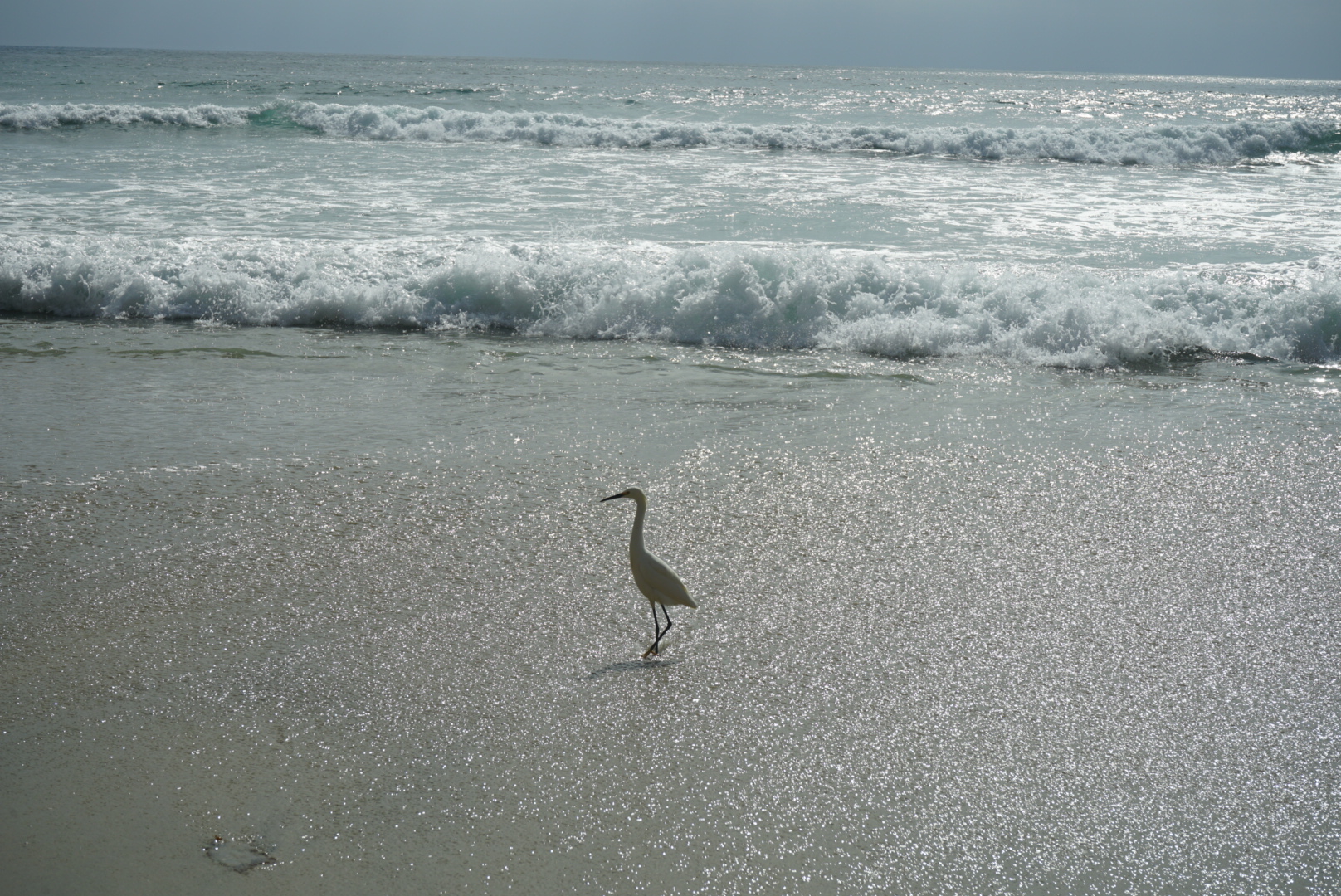 egret in the surf