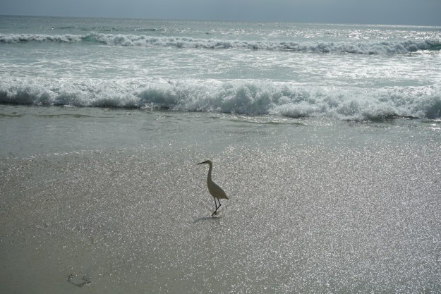 egret in the surf