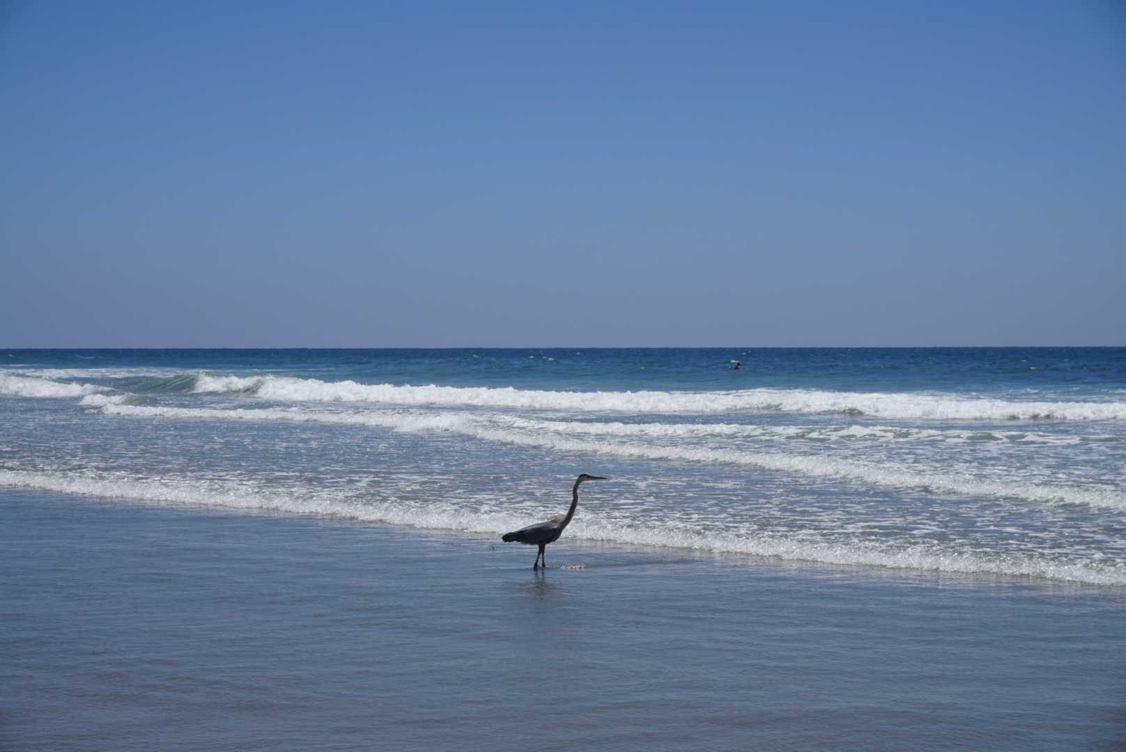 heron in the surf