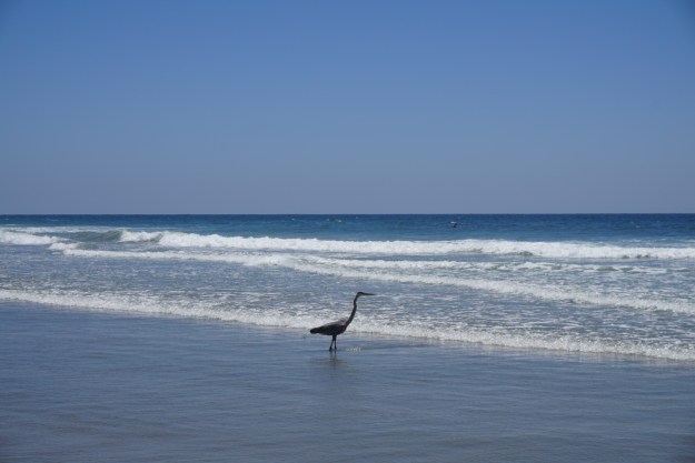 heron in the surf