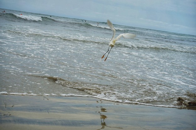 yellow feet in flight