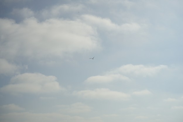 osprey in the clouds