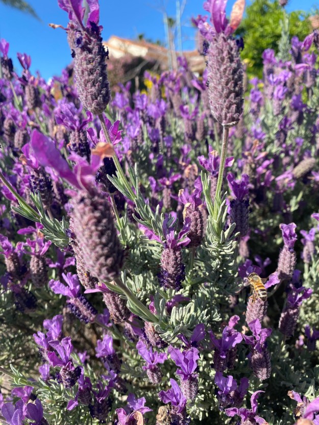 This image has an empty alt attribute; its file name is img_6244.jpg