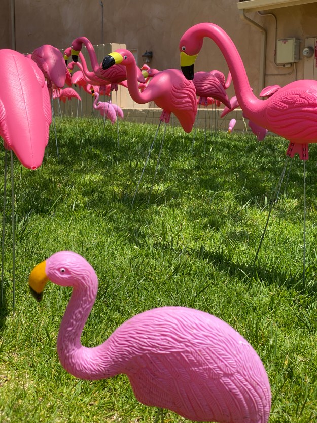 flamingosJPG