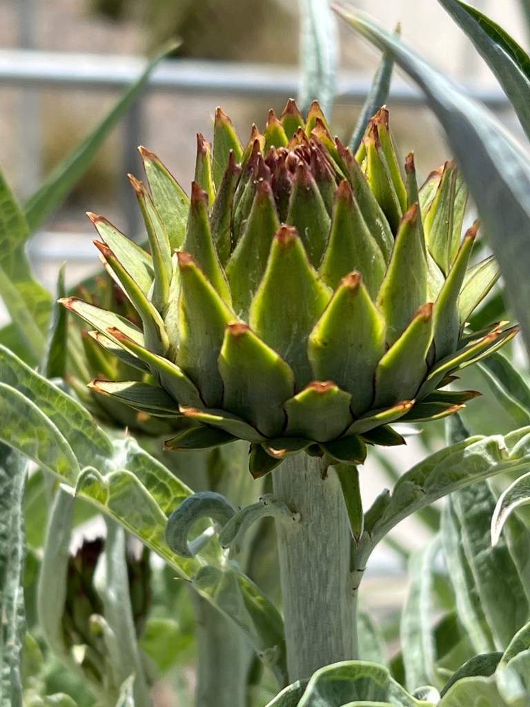 This image has an empty alt attribute; its file name is img_0743.jpg